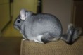 /album/fotogaleria/chinchilla2-jpg/