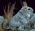 /album/fotogaleria/la-chinchilla-brevicaudata1-jpg/